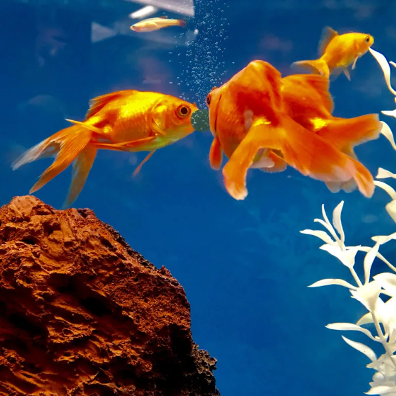 100pcs 고순도 스피루리나 정제 나선형 해초 농축  - Aquarium Fish Vitamin 리뷰 및 가격