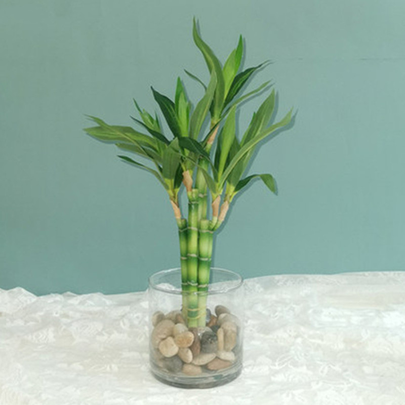 새로운 40cm 인조 행운나무 다육식물 가짜 꽃 녹색  - Aquarium Fish Names 리뷰 및 가격