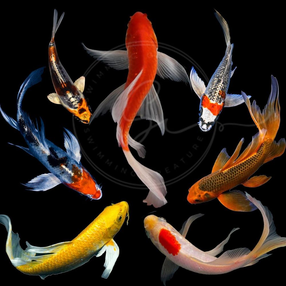 다양한 색상의 활어 잉어 (3-4마리) - 연못 및 수 - Aquarium Fish Koi 리뷰 및 가격