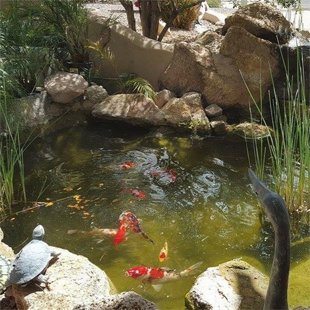 색상 강화 금붕어 사료 곤충 단백질 미세 펠릿 깨끗한  - Aquarium Fish Vitamin 리뷰 및 가격