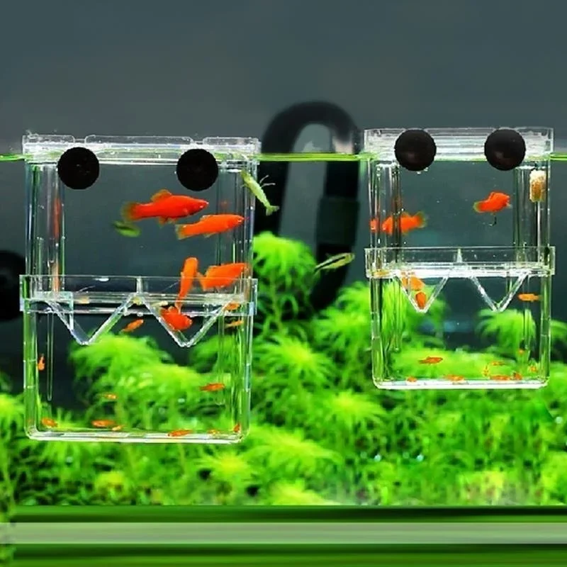 다기능 어항 고투명 어류 번식 격리 상자 어항 사육통  - Aquarium Fish Background 리뷰 및 가격
